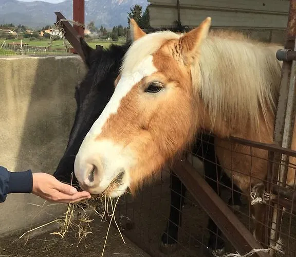农家乐 Agriturismo Su Bistentu 伊格莱西亚斯